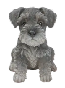 Min Schnauzer Puy