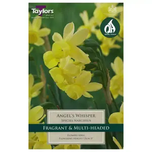 Narcissus Angels Whisper 8-9 P/P