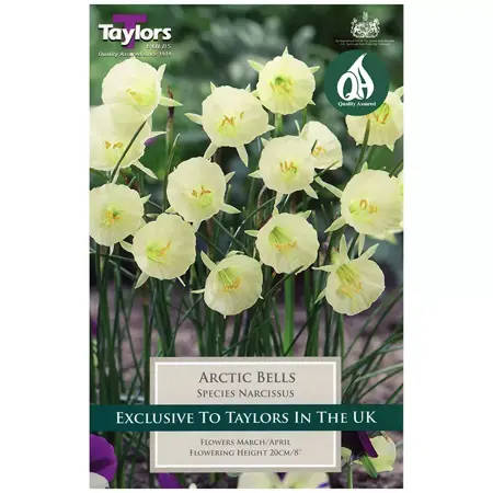NARCISSUS ARCTIC BELLS 7+ P/P