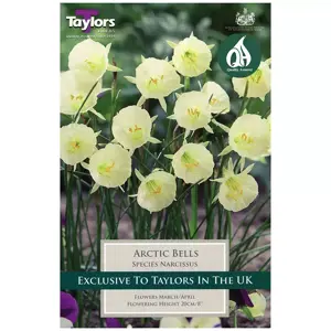 NARCISSUS ARCTIC BELLS 7+ P/P