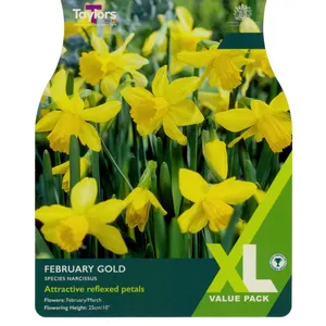 Narcissus February Gold 8-10 Xl