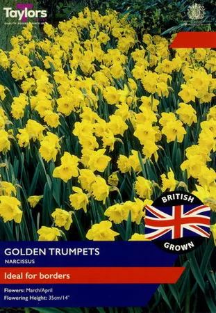 NARCISSUS GOLDEN TRUMPETS 10-12 TEV