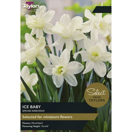 Narcissus Ice Baby 8-10 Se