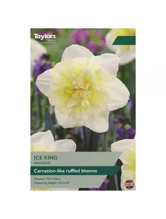 Narcissus Ice King 12-14 P/P