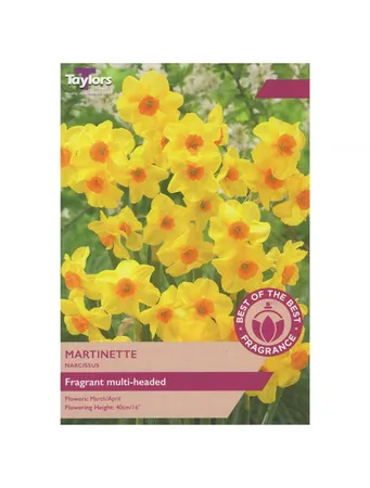 NARCISSUS MARTINETTE 10-12 LP
