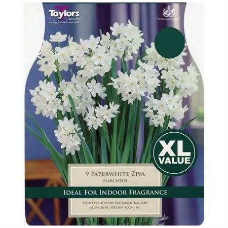 NARCISSUS PAPERWHITE ZIVA 13-14 XL