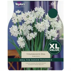 NARCISSUS PAPERWHITE ZIVA 13-14 XL