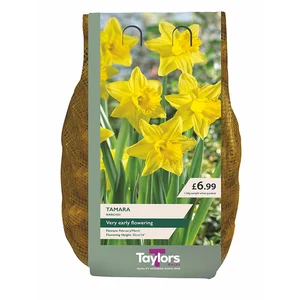 NARCISSUS TAMARA 12-14 CARRI-PACK 1.5KG