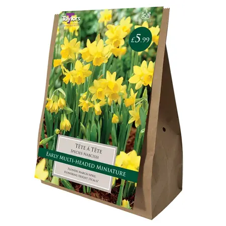 NARCISSUS TETE A TETE 10-11 VALUE BAG