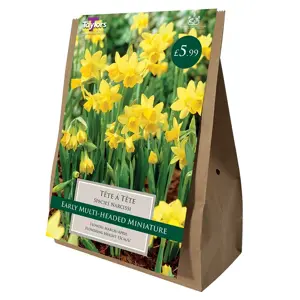 NARCISSUS TETE A TETE 10-11 VALUE BAG