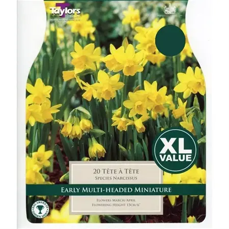 NARCISSUS TETE A TETE 12+ XL
