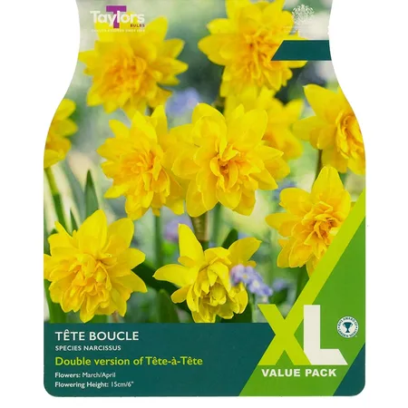 NARCISSUS TETE BOUCLE 10-11 XL