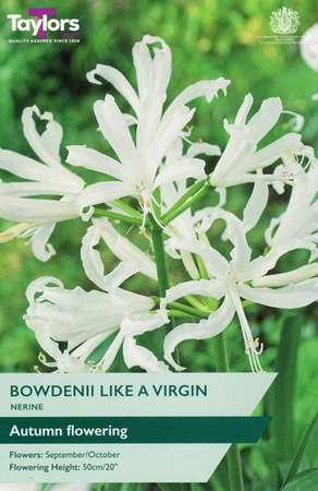 NERINE BOWDENII LIKE A VIRGIN 12-14 P/P