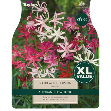 Nerine Fireworks Fusion 12-14 Xl