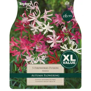 Nerine Fireworks Fusion 12-14 Xl