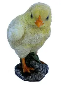 NF Chick