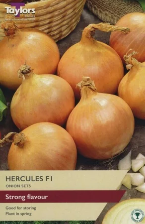 Onion Hercules F1 14-21 P/P