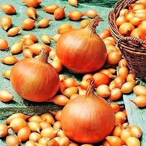 ONION STURON 14-21 P/P