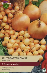 ONION STUTTGARTER GIANT 14-21 P/P