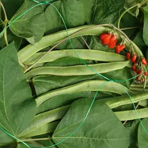 Pea & Bean Netting - Green 150mm Mesh 2 x 10 m