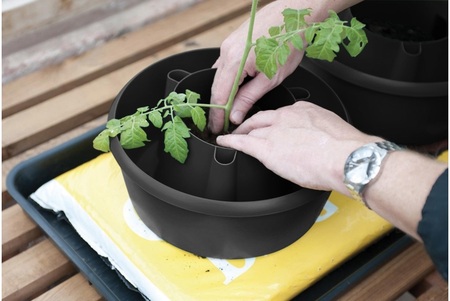 Plant Halos Black (Set of 3) - image 4