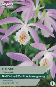 Pleione Formosana I P/P