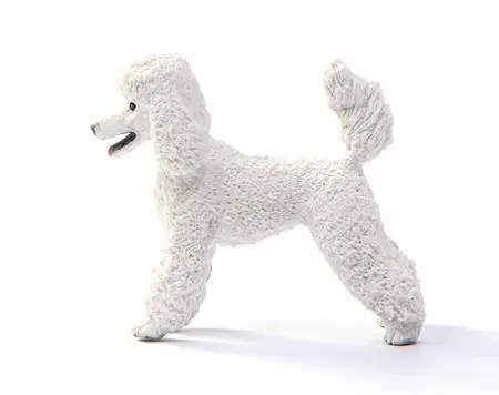 POODLE - image 2