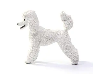 POODLE - image 2