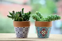 Pots & Planters