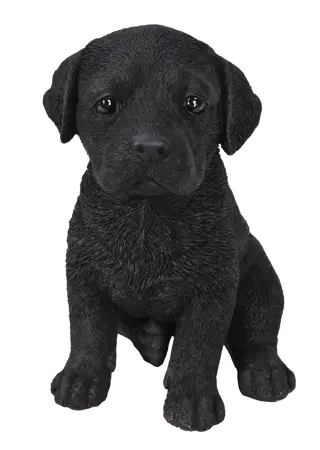 PP Black Labrador Pup F