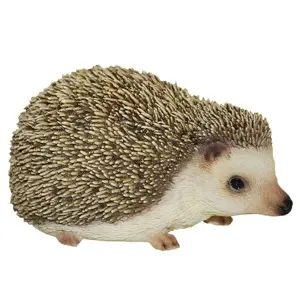 PP Pygmy Hedgehog F