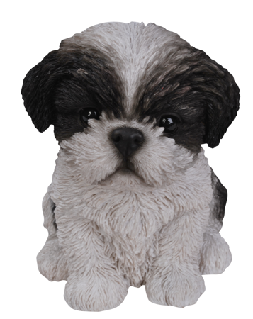 PP ShihTzu Puppy B/W F Box - image 1