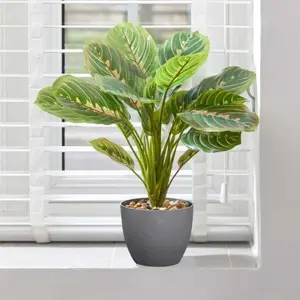 Prayer Plant 35 cm