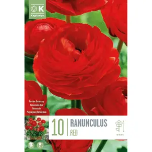Ranunculus Aviv Red