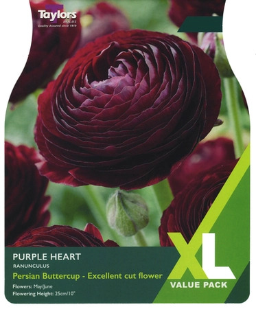 RANUNCULUS PURPLE HEART 5-6 XL