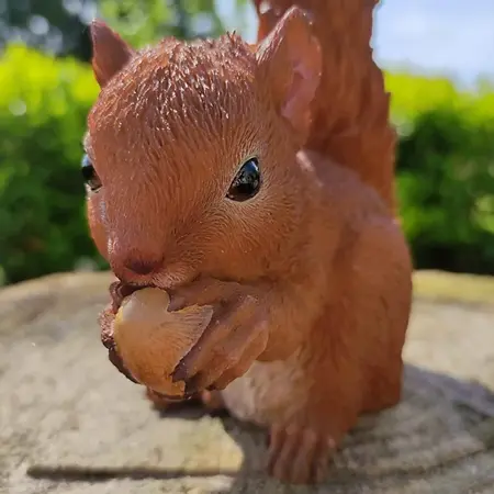 Real Life Baby Red Squirrel F - image 2