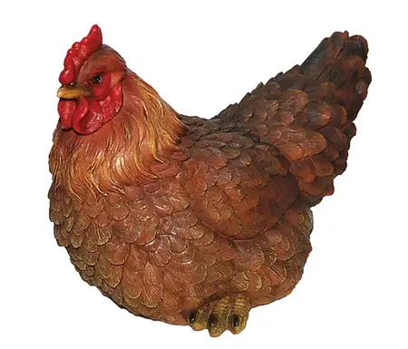 Real Life Laying Hen