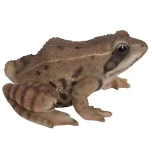 Real Life Frog F