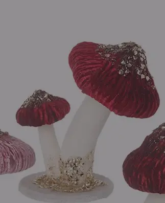 RED MUSHROOMS