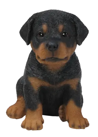 PP Rottweiler Puppy