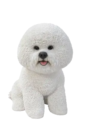 Sitting Bichon Frise