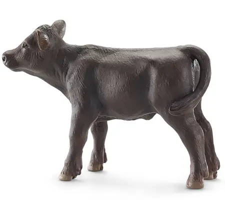 - sp BLACK  ANGUS CALF