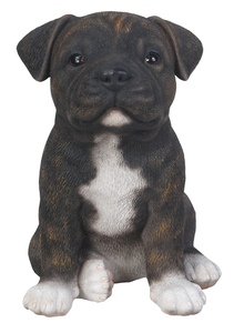 Staffordshire Puy Brindle