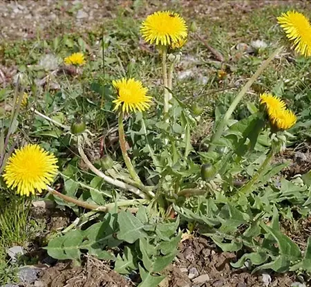 Superfast & Long Lasting Weedkiller (New) - image 4