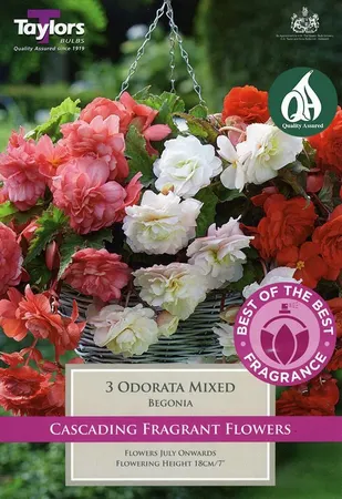 BEGONIA ODORATA MIX 4-5