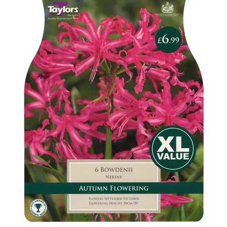NERINE BOWDENII 12-14 XL