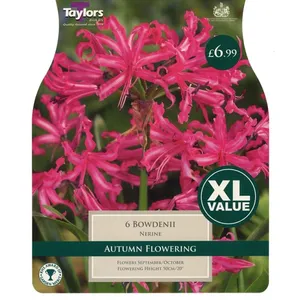 NERINE BOWDENII 12-14 XL