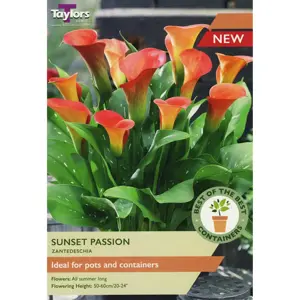 Zantedeschia Sunset Passion 14-16 Sbob