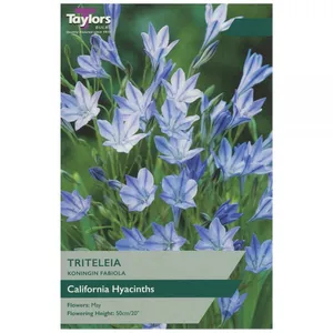Triteleia Koningin Fabiola 6+ P/P