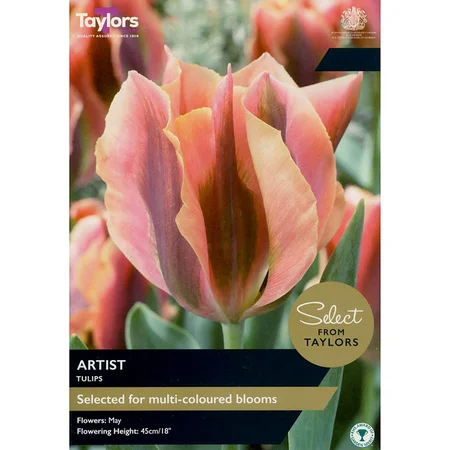 TULIP ARTIST 12+ SE